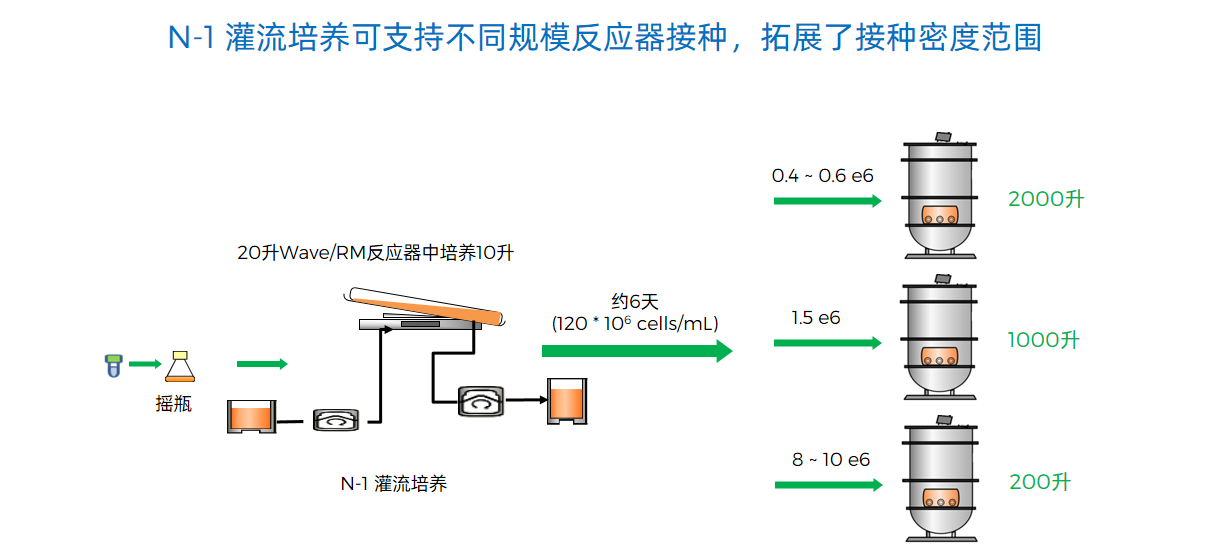 N-1 灌流培养可支持不同规模反应器接种，拓展了接种密度范围